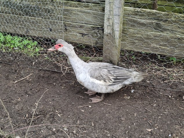 Canards de barbarie, mixte de variétées