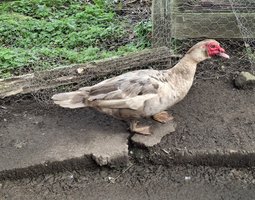 Canards de barbarie, mixte de variétées