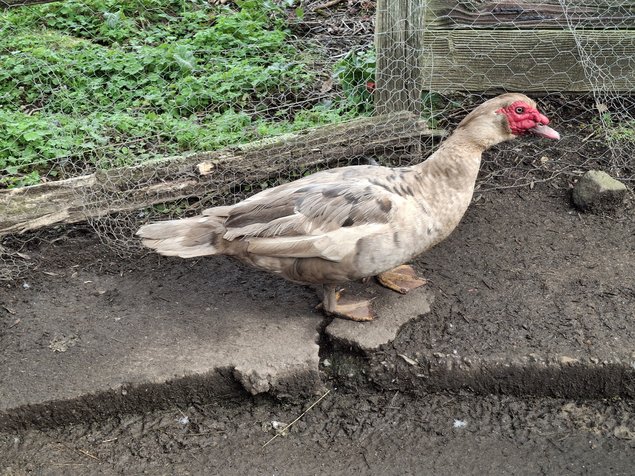 Canards de barbarie, mixte de variétées