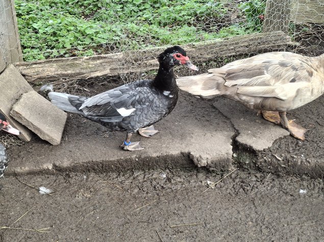 Canards de barbarie, mixte de variétées