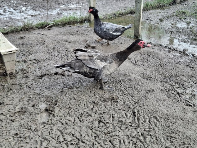 Canards de barbarie bleu sauvage