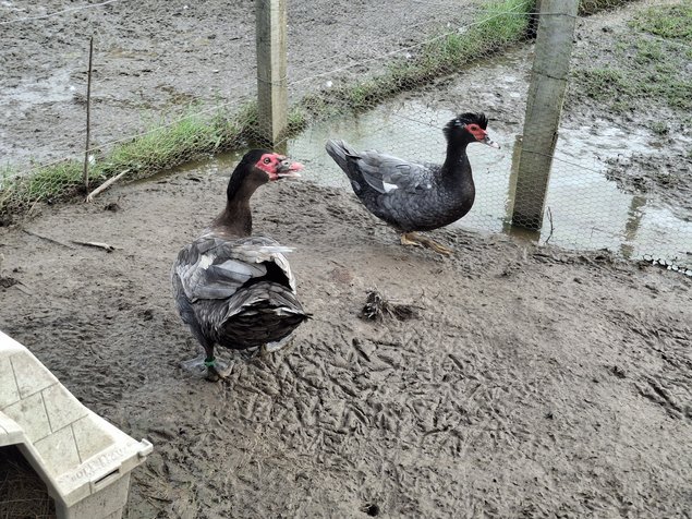 Canards de barbarie bleu sauvage