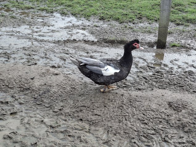 Canards de barbarie bleu sauvage