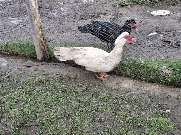 Canards de barbarie blanc