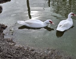 Canards de barbarie blanc