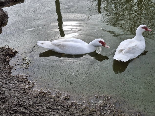 Canards de barbarie blanc