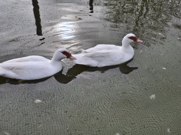Canards de barbarie blanc