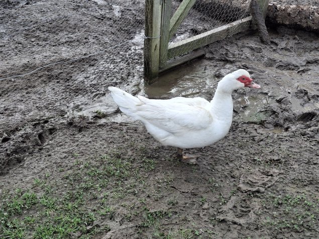 Canards de barbarie blanc