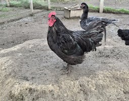 Poules du Berry noir