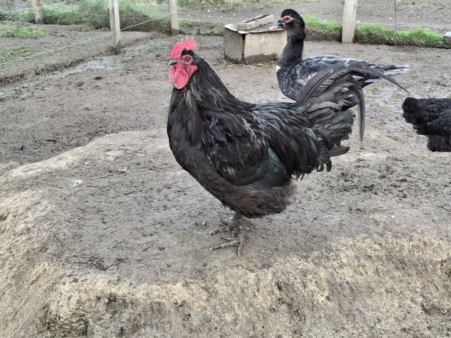 Poules du Berry noir