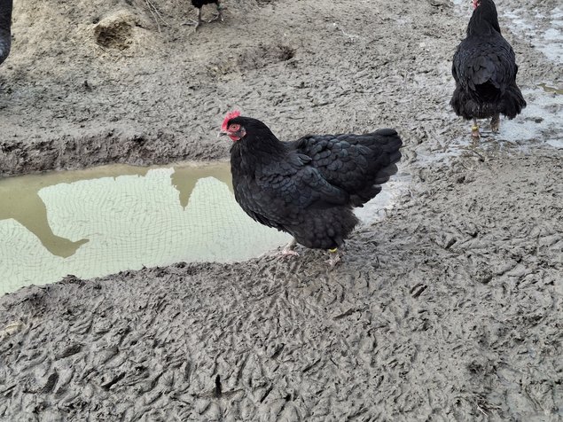 Poules du Berry noir