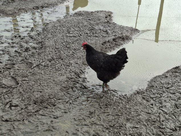 Poules du Berry noir