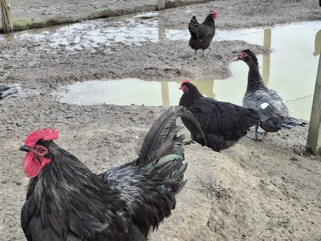 Poules du Berry noir
