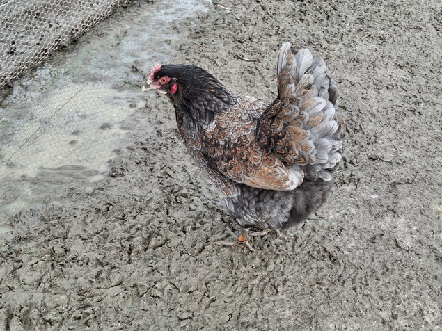 Barnevelder acajou à double liseré