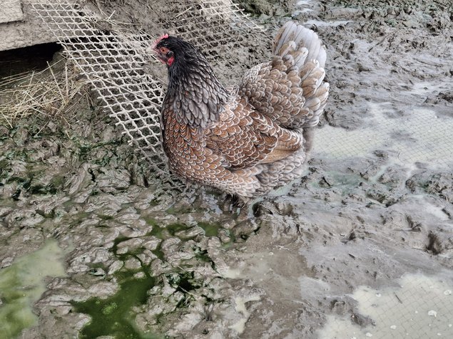 Barnevelder acajou à double liseré