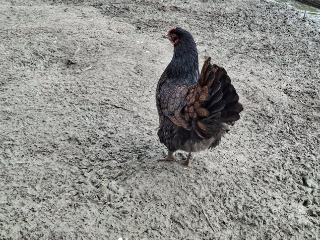 Barnevelder acajou à double liseré