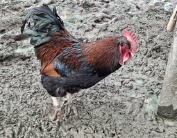 Barnevelder acajou à double liseré