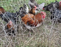 Marans à camail cuivré