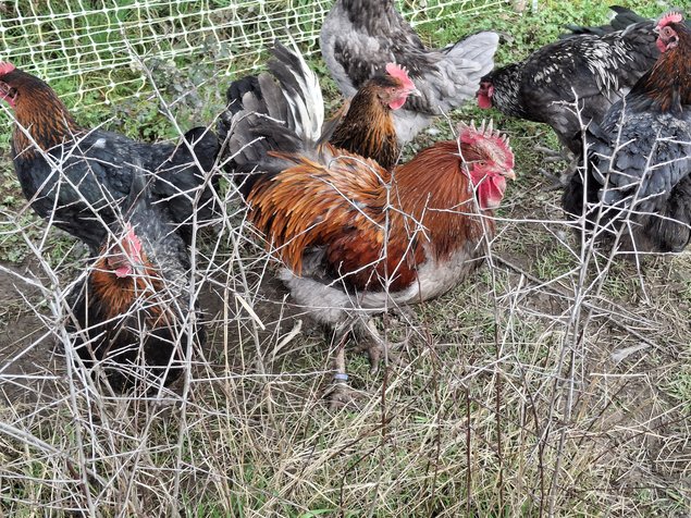 Marans à camail cuivré