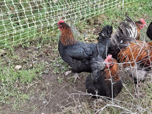 Marans à camail cuivré