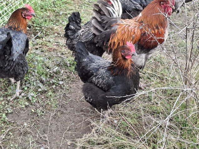 Marans à camail cuivré