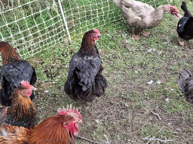 Marans à camail cuivré