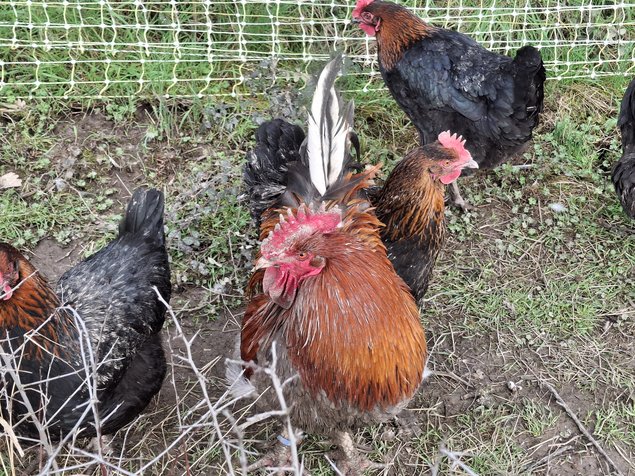 Marans à camail cuivré