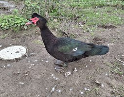 Canards de barbarie noir sauvage et bleu sauvage