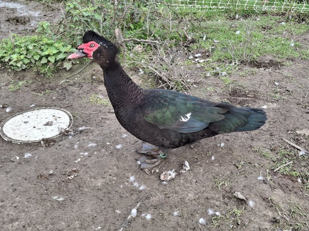 Canards de barbarie noir sauvage et bleu sauvage