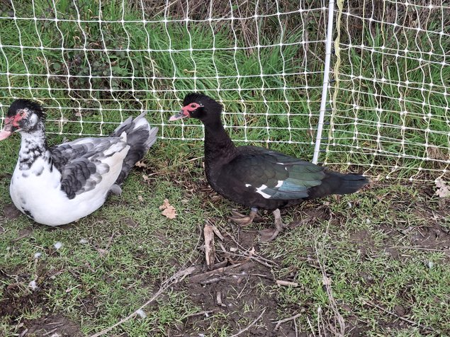 Canards de barbarie noir sauvage et bleu sauvage