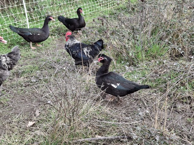 Canards de barbarie noir sauvage et bleu sauvage