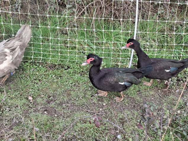 Canards de barbarie noir sauvage et bleu sauvage