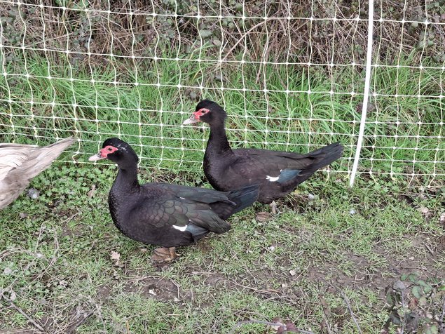 Canards de barbarie noir sauvage et bleu sauvage