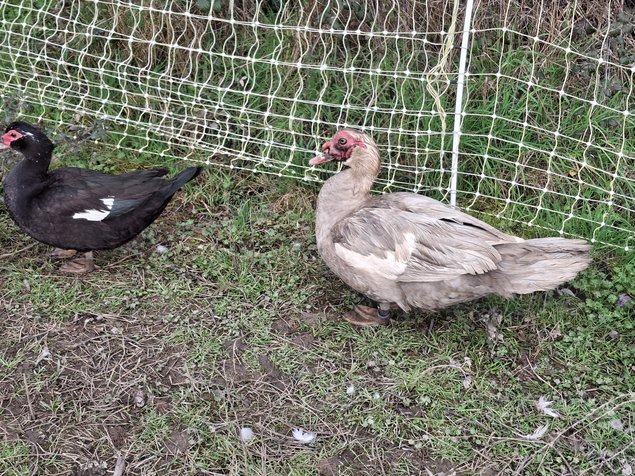 Canards de barbarie noir sauvage et bleu sauvage