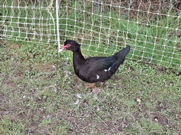 Canards de barbarie noir sauvage et bleu sauvage