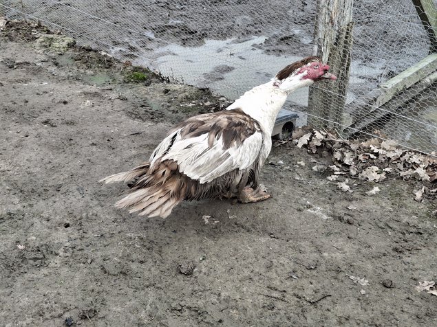 Canards de barbarie pie