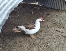 Canards de barbarie pie