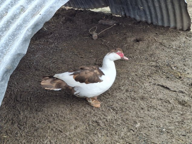 Canards de barbarie pie