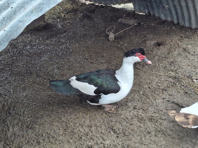 Canards de barbarie pie