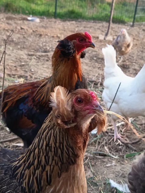 Œufs à couver d'Araucana