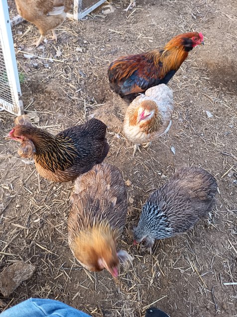 Œufs à couver d'Araucana