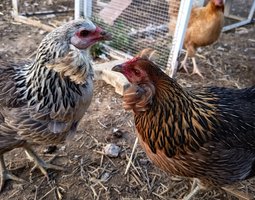 Œufs à couver d'Araucana