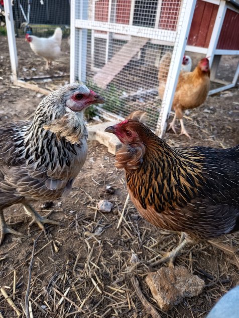 Œufs à couver d'Araucana