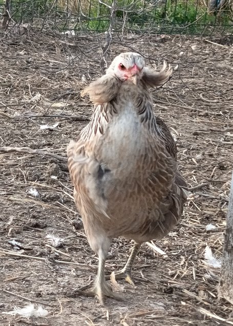 Œufs à couver d'Araucana