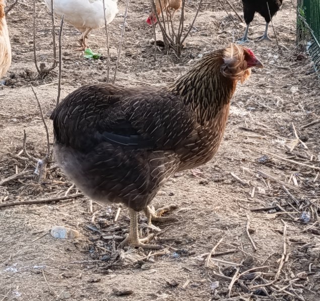 Œufs à couver d'Araucana