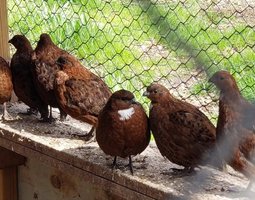 Colin de virginie souche black