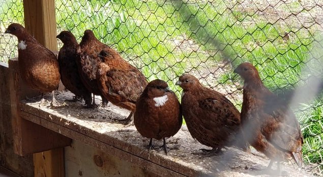 Colin de virginie souche black