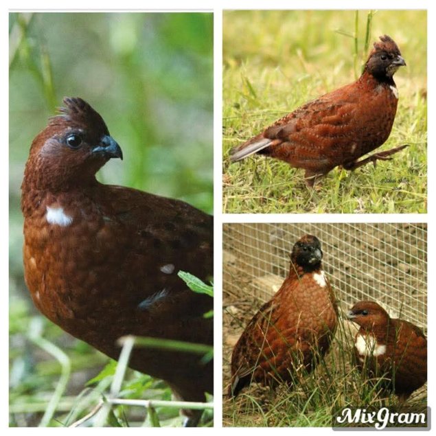 Colin de virginie souche black