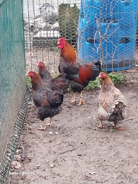 Wyandotte à liseré noir et liseré bleu