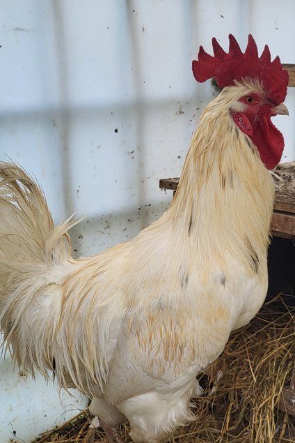 Comtoise ou Bavière